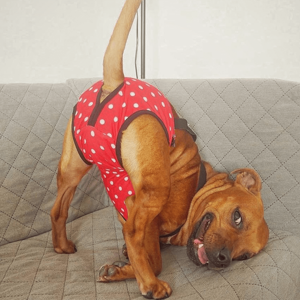 Staffordshire Bull Terrier 1935® Hygiene Panties with Suspenders - Polka Dot