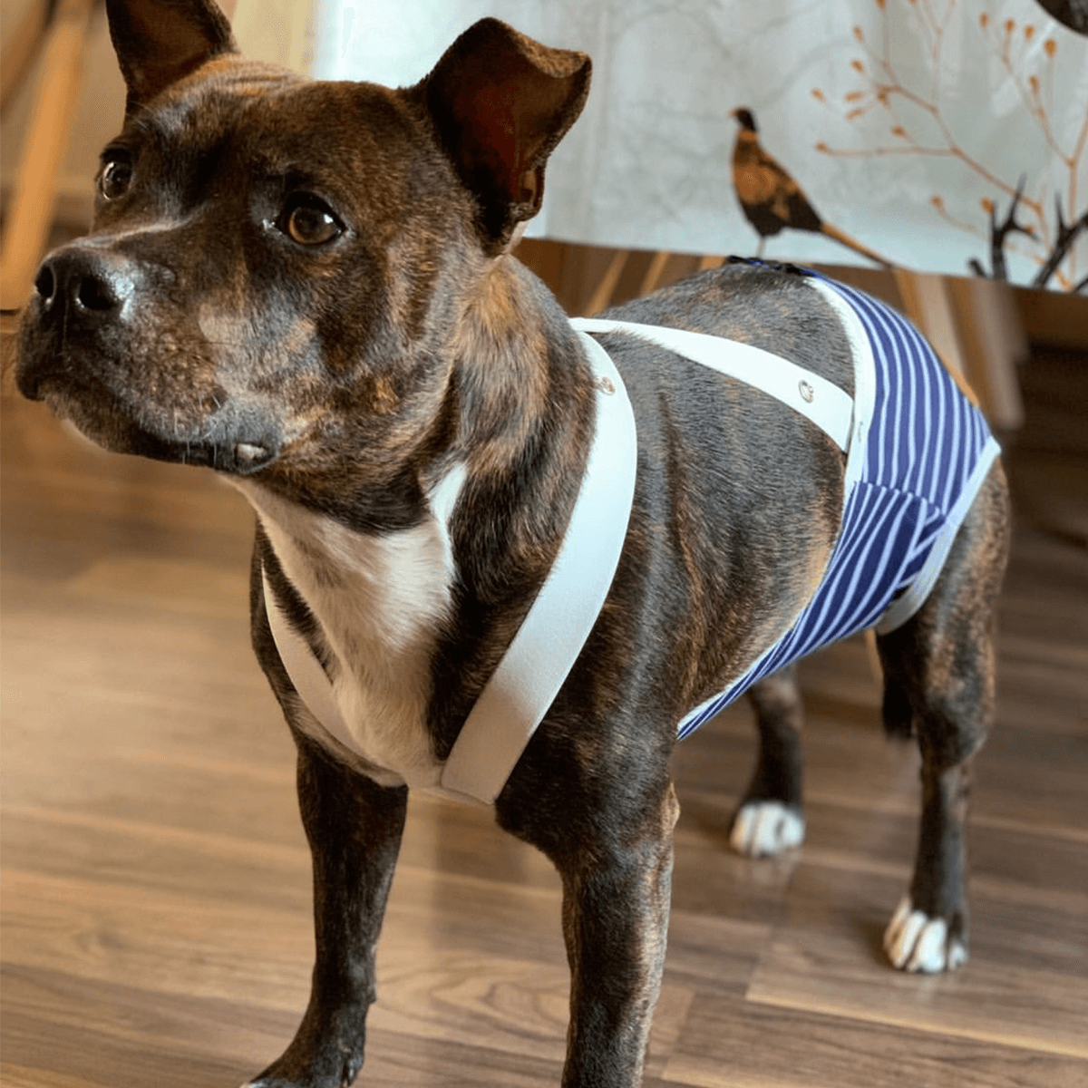 Staffordshire Bull Terrier 1935® Hygiene Panties with Suspenders - Sailor