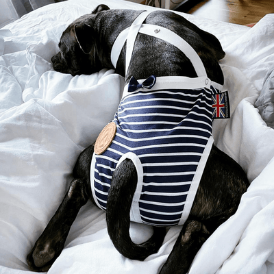 Staffordshire Bull Terrier 1935® Hygiene Panties with Suspenders - Sailor