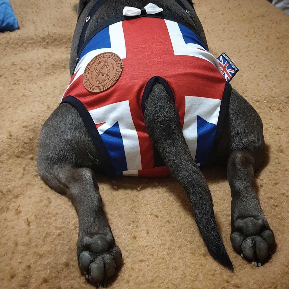 Staffordshire Bull Terrier Hygiene Panties Union Jack