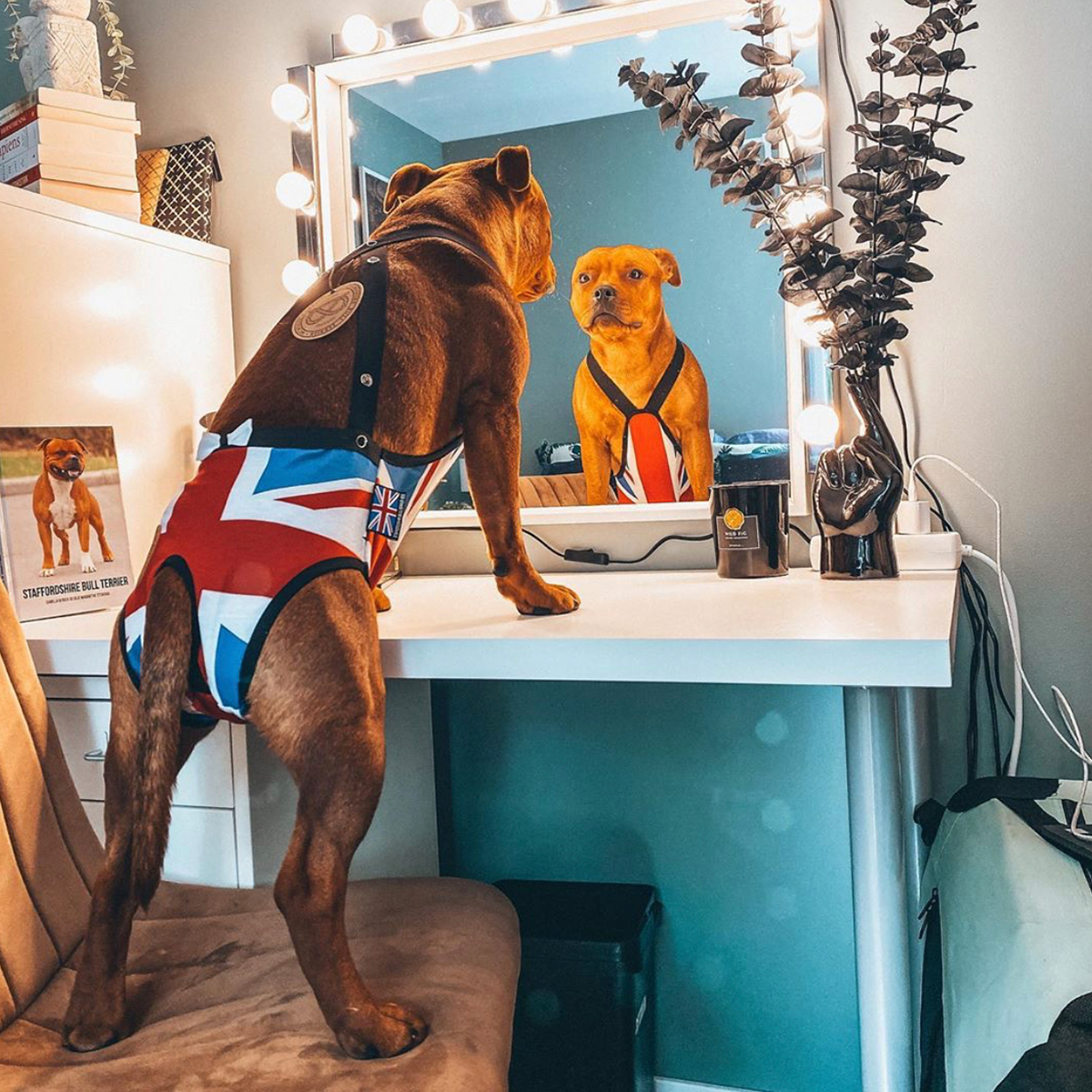 Staffordshire Bull Terrier Hygiene Panties Union Jack