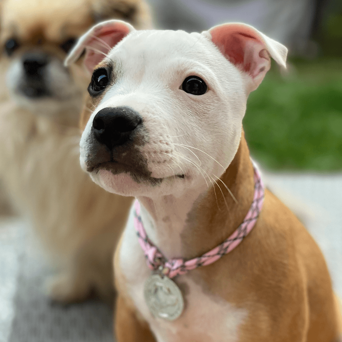 Staffordshire Bull Terrier 1935® Médaille avec Corde Chiot - Or ou Argent