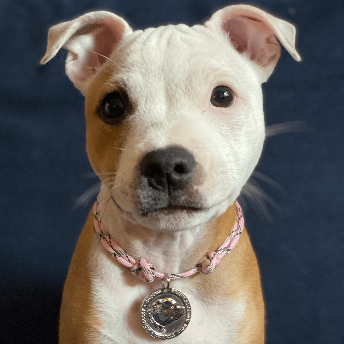 Staffordshire Bull Terrier 1935® Médaille avec Corde Chiot - Or ou Argent