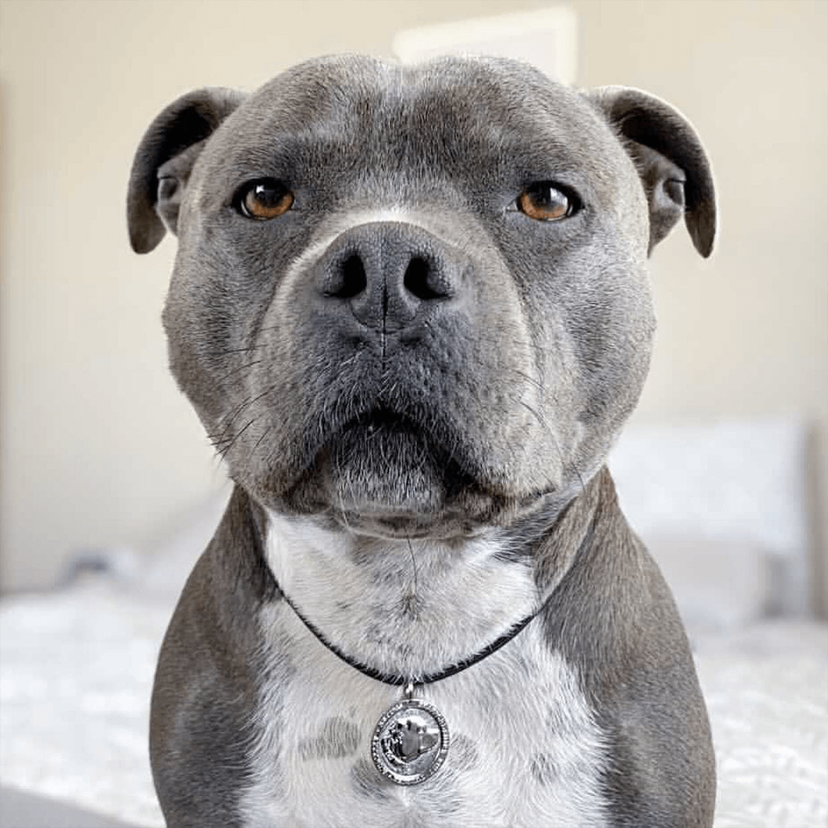 Staffy Nametag with Paracord String - Staffordshire Bull Terrier 1935®