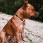 Staffy Nametag with Paracord String - Staffordshire Bull Terrier 1935®