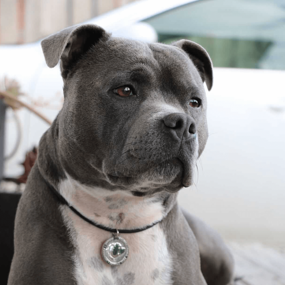 Staffy Nametag with Paracord String - Staffordshire Bull Terrier 1935®