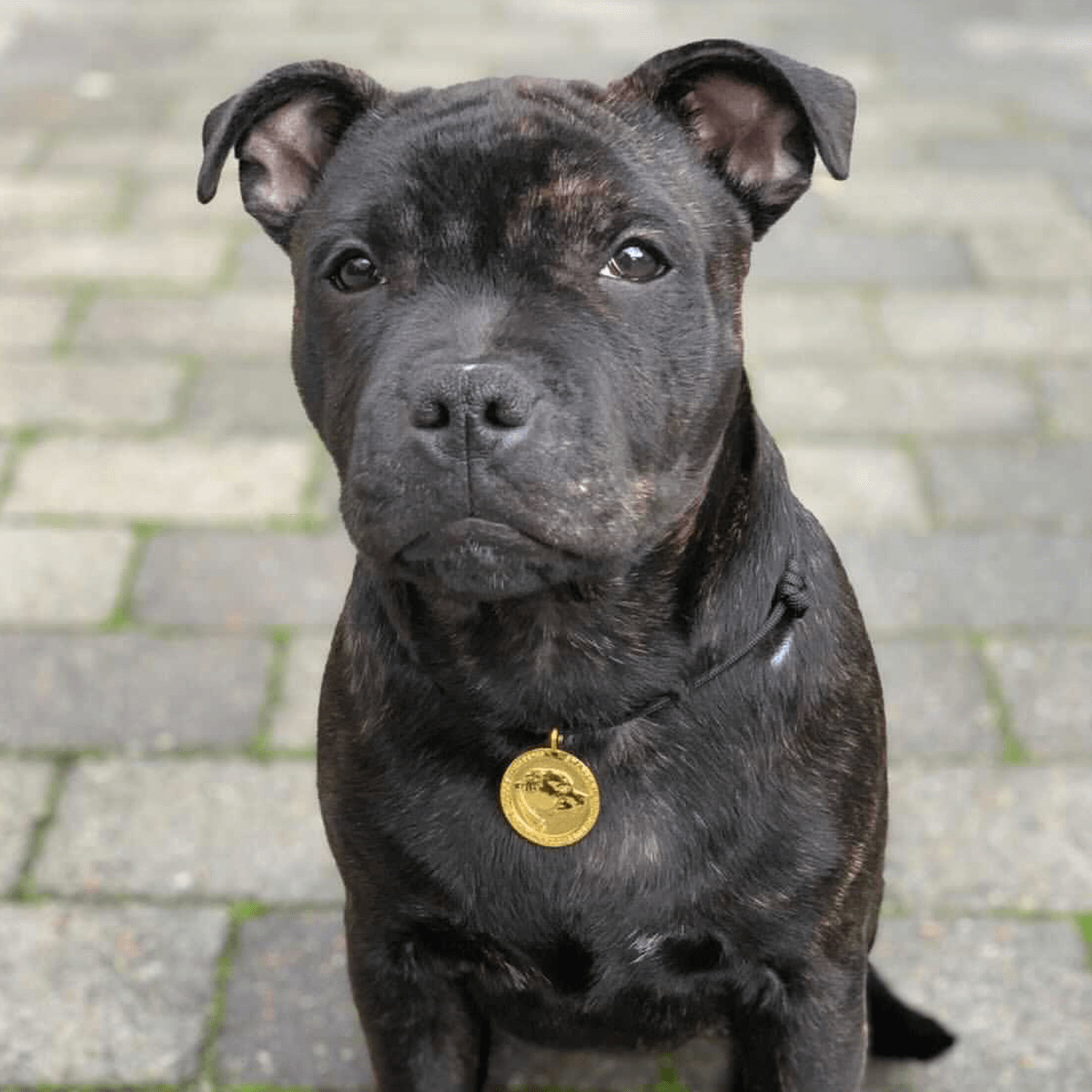 Staffy Nametag with Paracord String - Staffordshire Bull Terrier 1935®