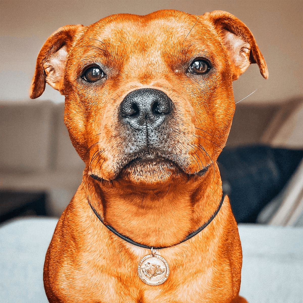 Staffy Nametag with Paracord String - Staffordshire Bull Terrier 1935®