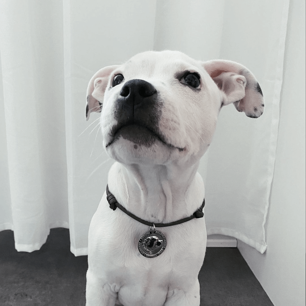 Staffordshire Bull Terrier 1935® Médaille avec Corde Chiot - Laiton ou Argent Ancien