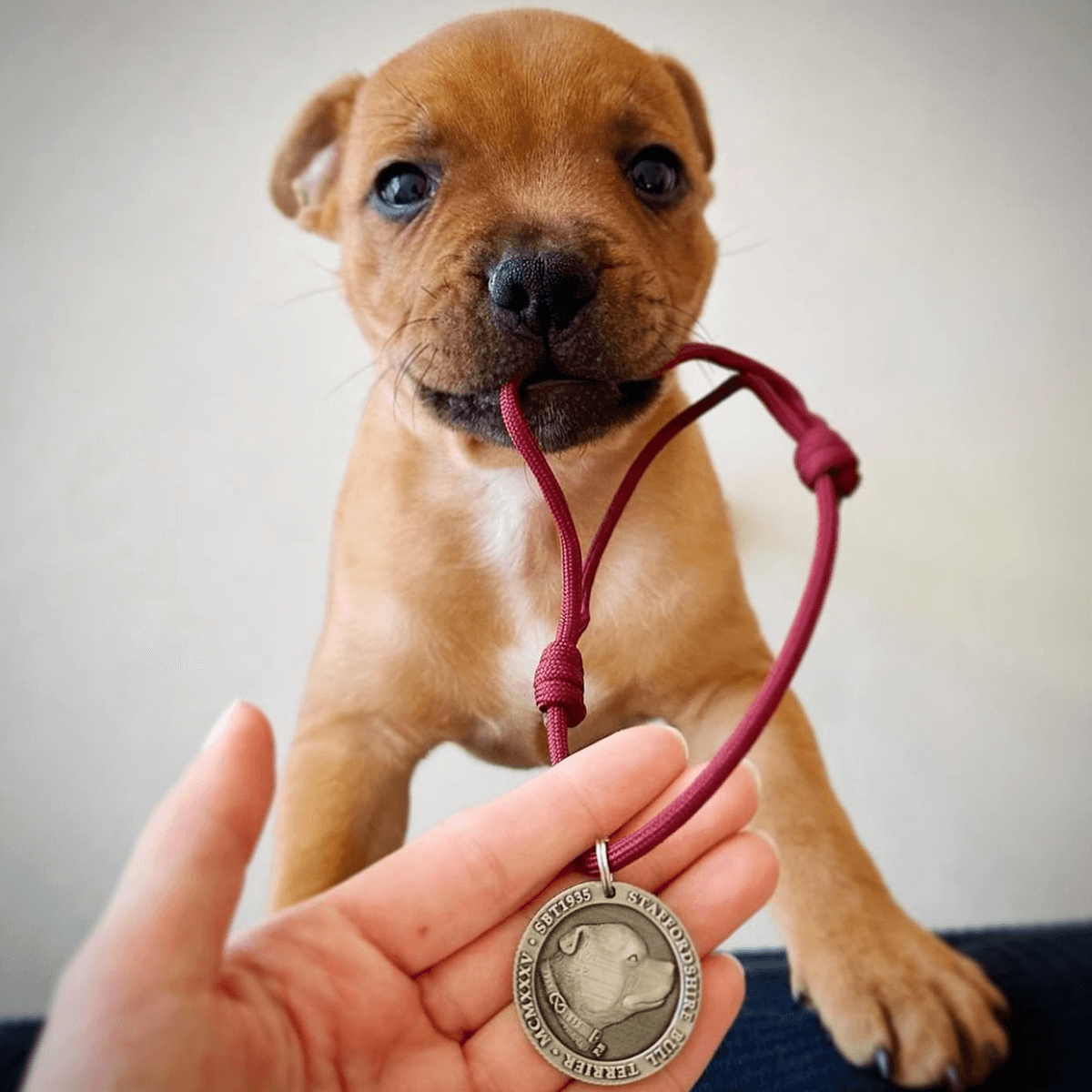 Staffordshire Bull Terrier 1935® Médaille avec Corde Chiot - Laiton ou Argent Ancien