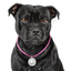Staffy Nametag with Paracord String - Antique - Staffordshire Bull Terrier 1935®