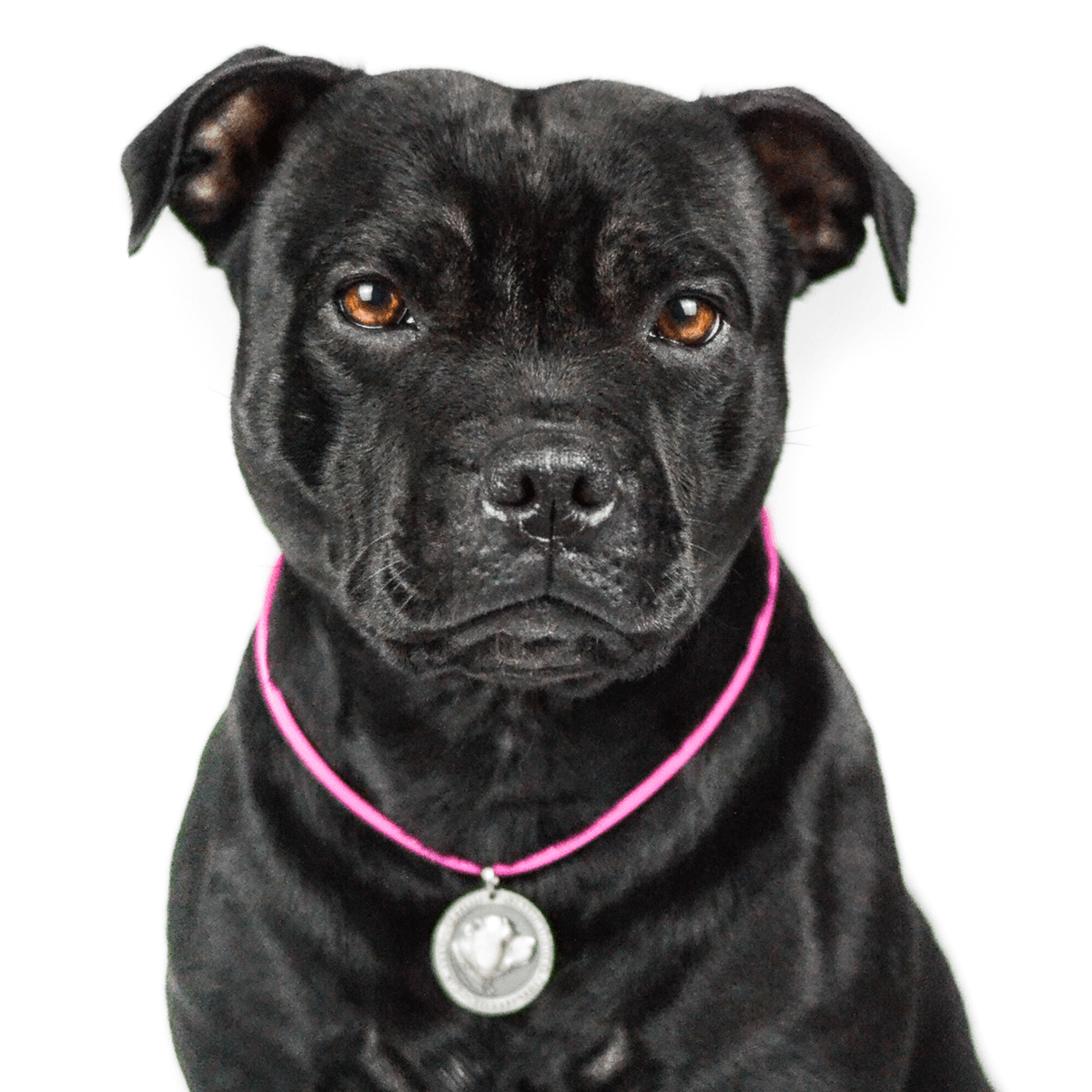 Staffy Nametag with Paracord String - Antique - Staffordshire Bull Terrier 1935®