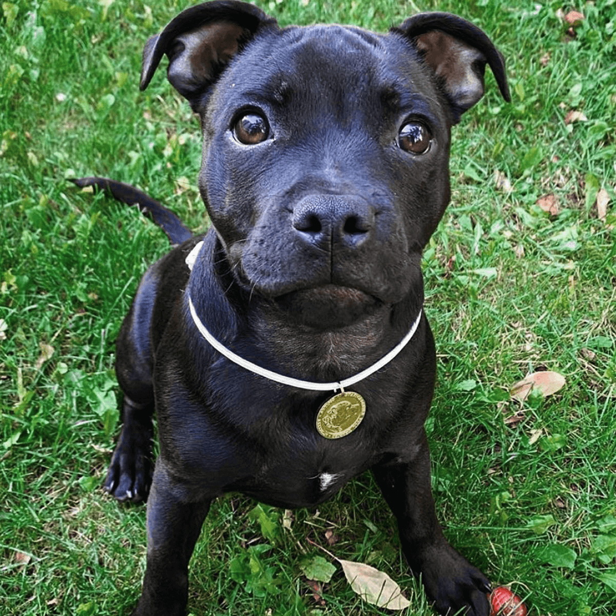 Staffordshire Bull Terrier 1935® Médaille avec Corde Chiot - Laiton ou Argent Ancien