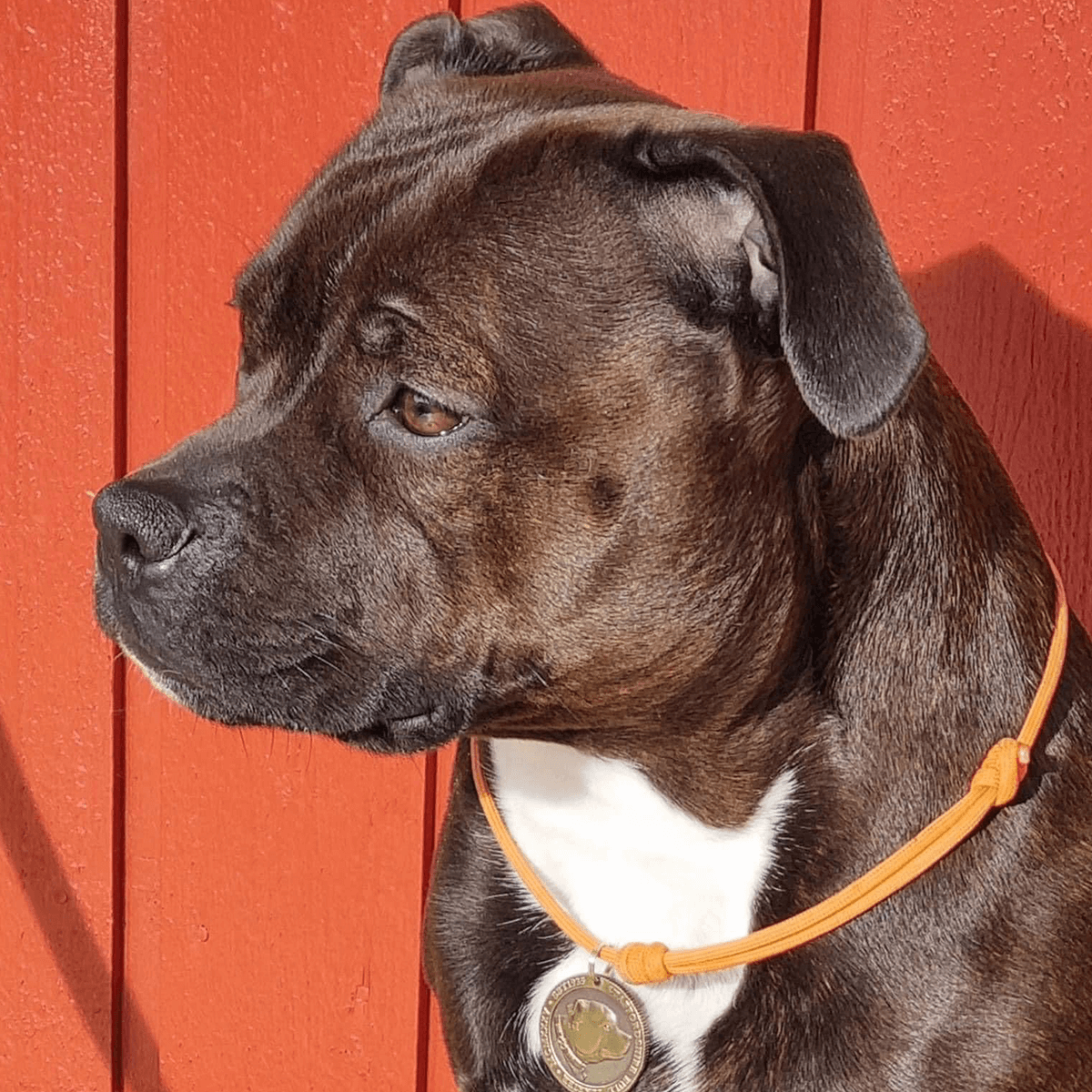 Staffy Nametag with Paracord String - Antique - Staffordshire Bull Terrier 1935®