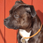 Staffy Nametag with Paracord String - Staffordshire Bull Terrier 1935®