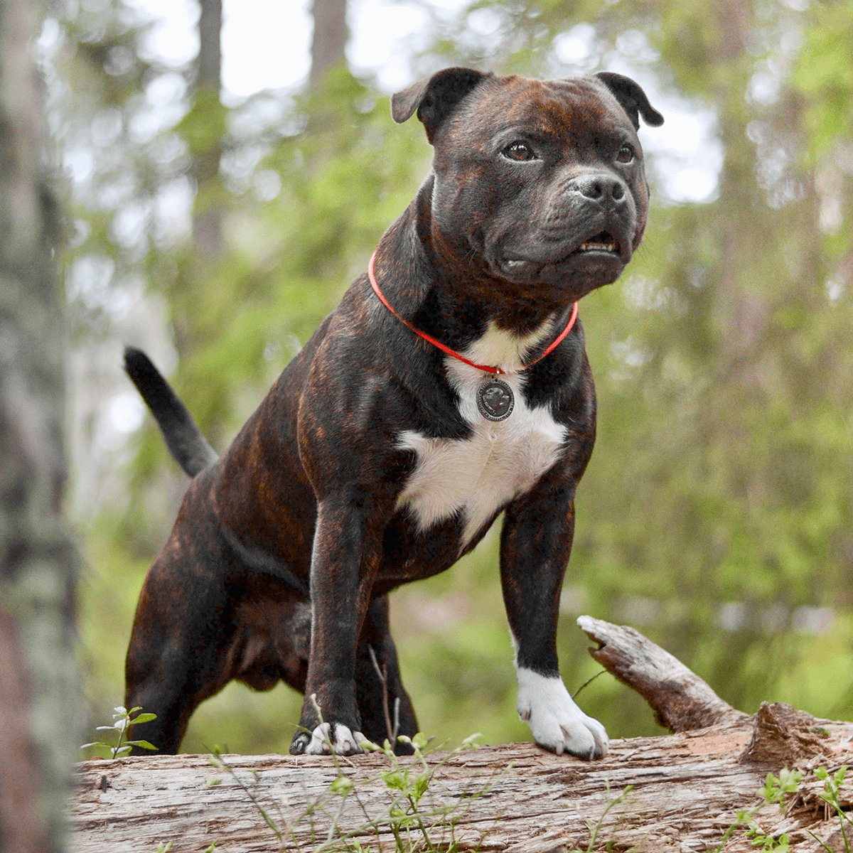 Staffy Nametag with Paracord String - Antique - Staffordshire Bull Terrier 1935®