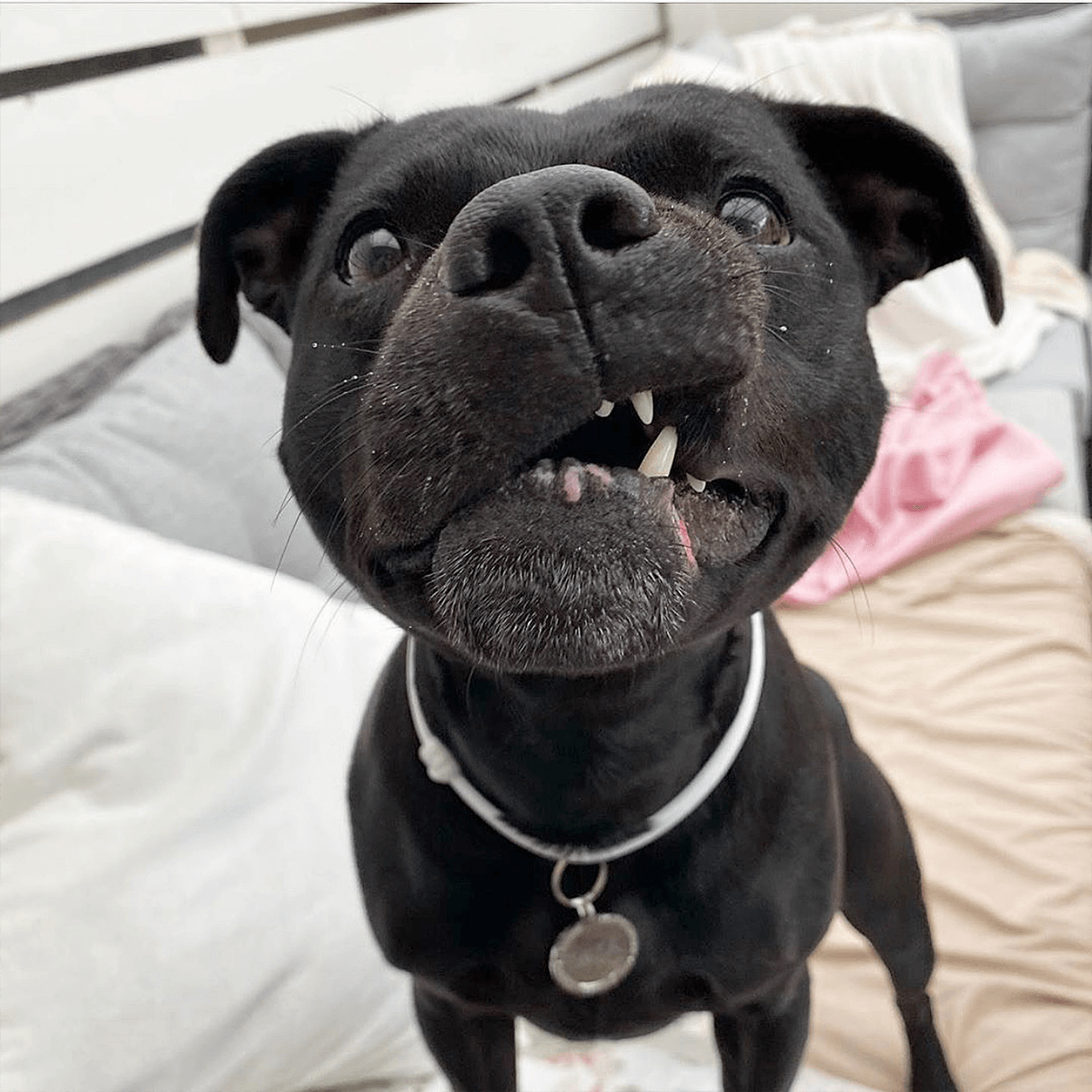 Staffy Nametag with Paracord String - Staffordshire Bull Terrier 1935®