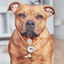 Staffy Nametag with Paracord String - Staffordshire Bull Terrier 1935®