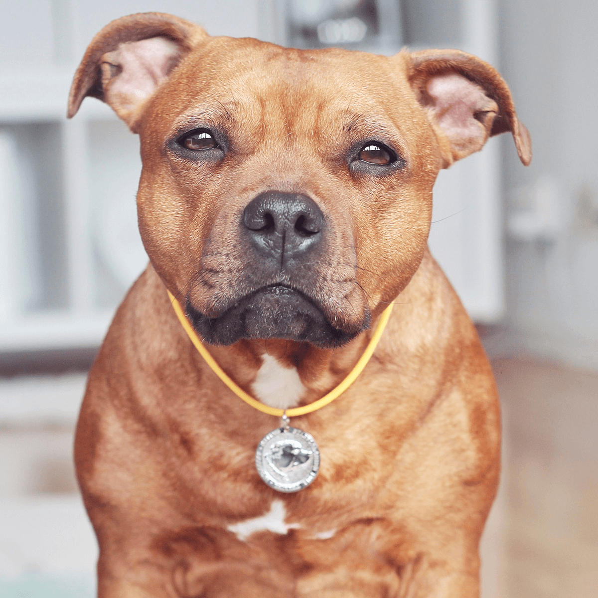 Staffy Nametag with Paracord String - Staffordshire Bull Terrier 1935®