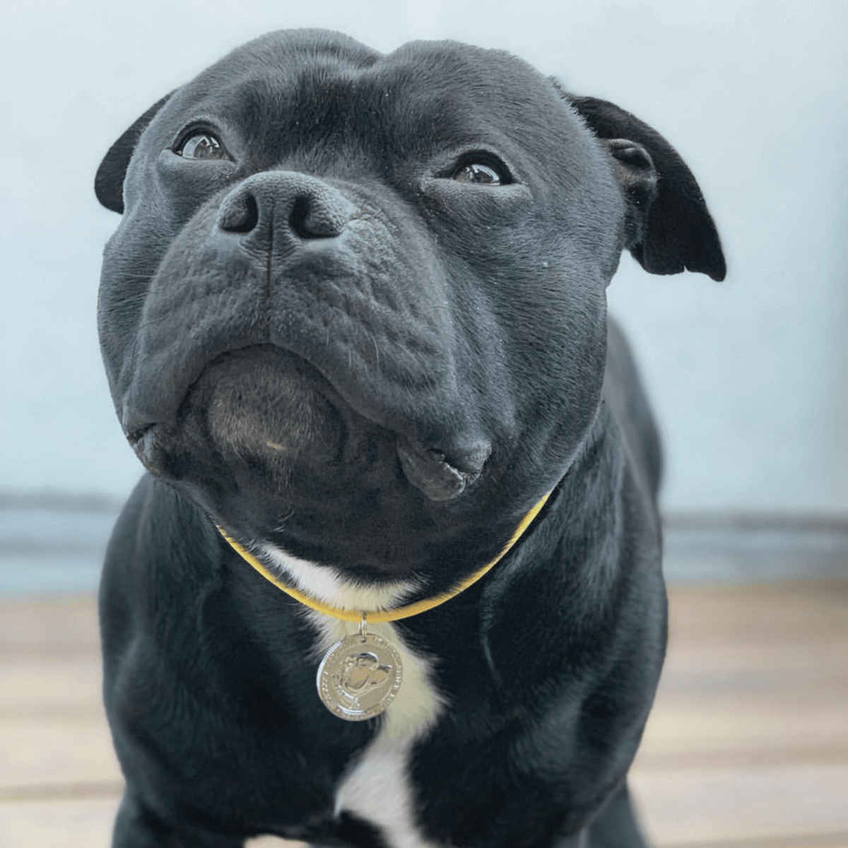 Staffy Nametag with Paracord String - Staffordshire Bull Terrier 1935®