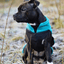 Staffordshire Bull Terrier 1935® Fleece Coat