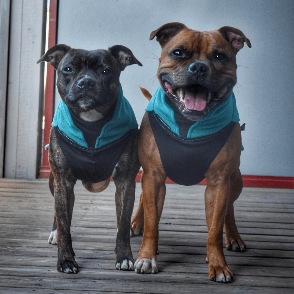 Staffordshire Bull Terrier 1935® Fleece Coat