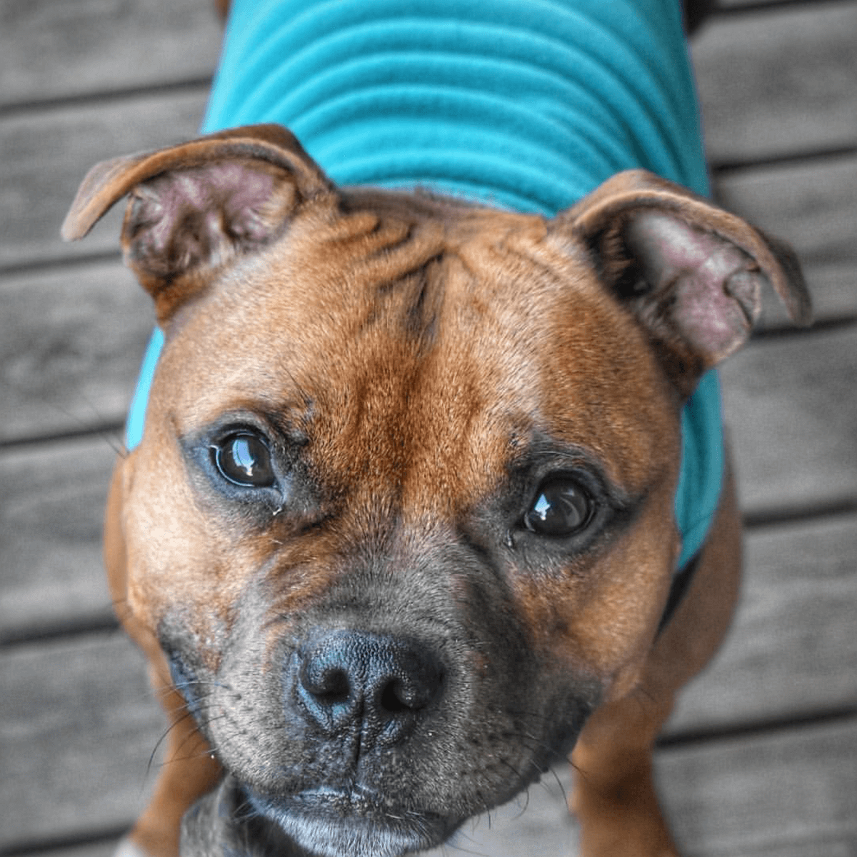 Staffordshire Bull Terrier 1935® Fleece Coat