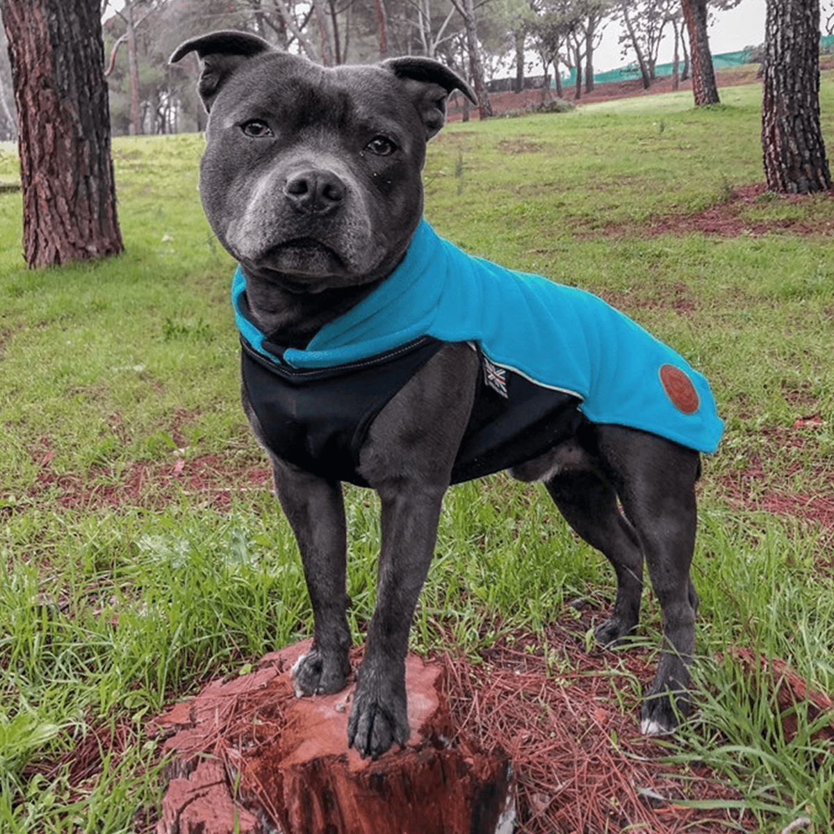 Staffordshire Bull Terrier 1935® Fleece Coat