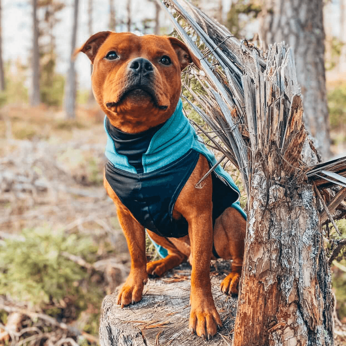 Staffordshire Bull Terrier 1935® Fleece Coat