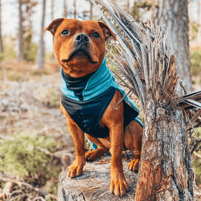 Staffordshire Bull Terrier 1935® Fleece Coat