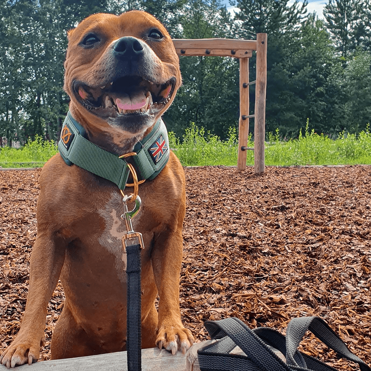 Martingale Collar Half-Choke Staffordshire Bull Terrier 1935®