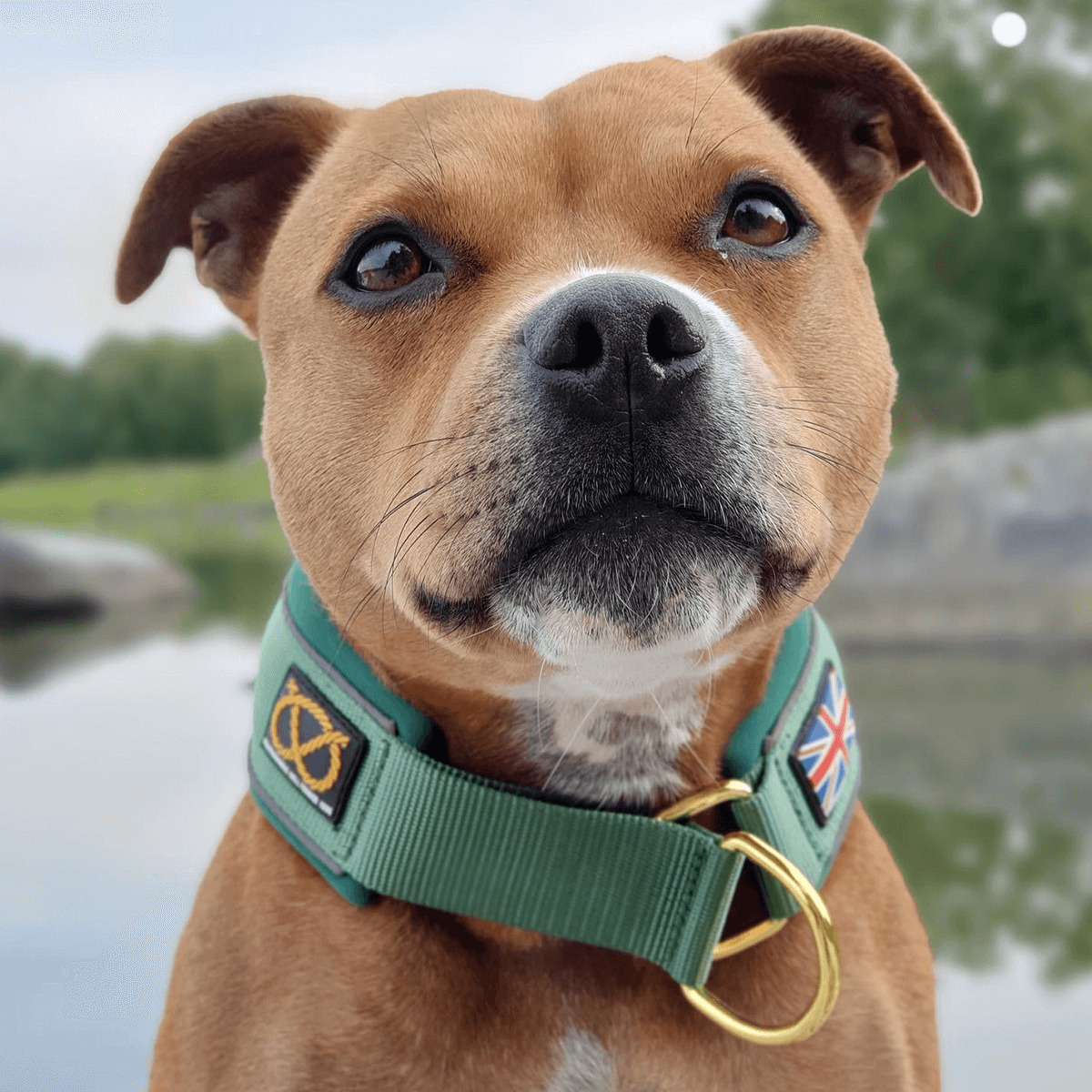 Martingale Collar Half-Choke Staffordshire Bull Terrier 1935®