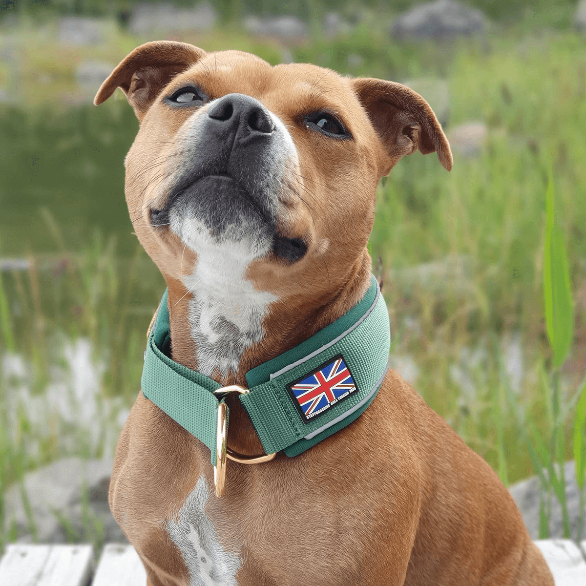 Martingale Collar Half-Choke Staffordshire Bull Terrier 1935®