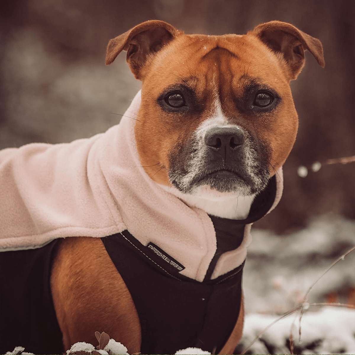 Staffordshire Bull Terrier 1935® Fleece Coat