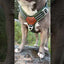 Staffordshire Bull Terrier 1935® Harness & Leash Set - Alvin Edition - Aqua & Neon Orange