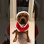 Staffordshire Bull Terrier 1935® Santa Suit