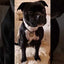 Staffordshire Bull Terrier 1935® Namnbricka med Paracord - Antik