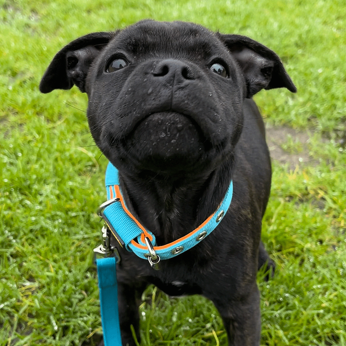 Staffordshire Bull Terrier Puppy Collar & Leash Set - Staffordshire Bull Terrier 1935®