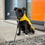 Staffordshire Bull Terrier 1935® Puppy Fleece Coat - Yellow