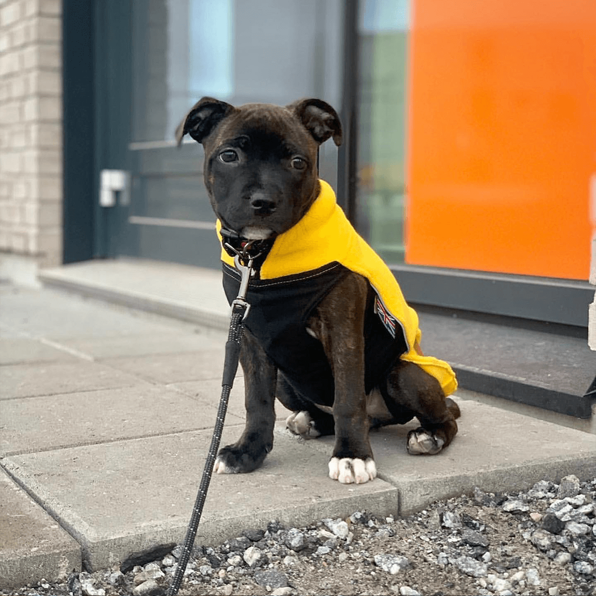 Staffordshire Bull Terrier 1935® Puppy Fleece Coat - Yellow