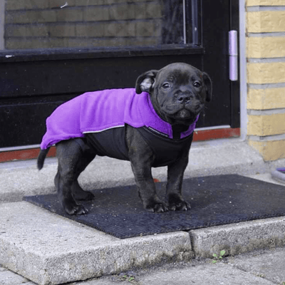 Staffordshire Bull Terrier Puppy Fleece Coat - Staffordshire Bull Terrier 1935®