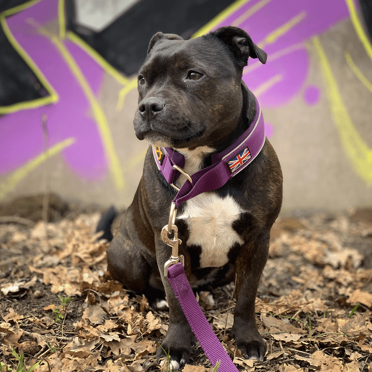 Martingale Half Choke Collar Staffordshire Bull Terrier 1935®