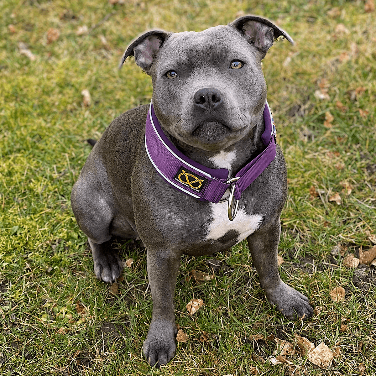 Martingale Half Choke Collar Staffordshire Bull Terrier 1935®