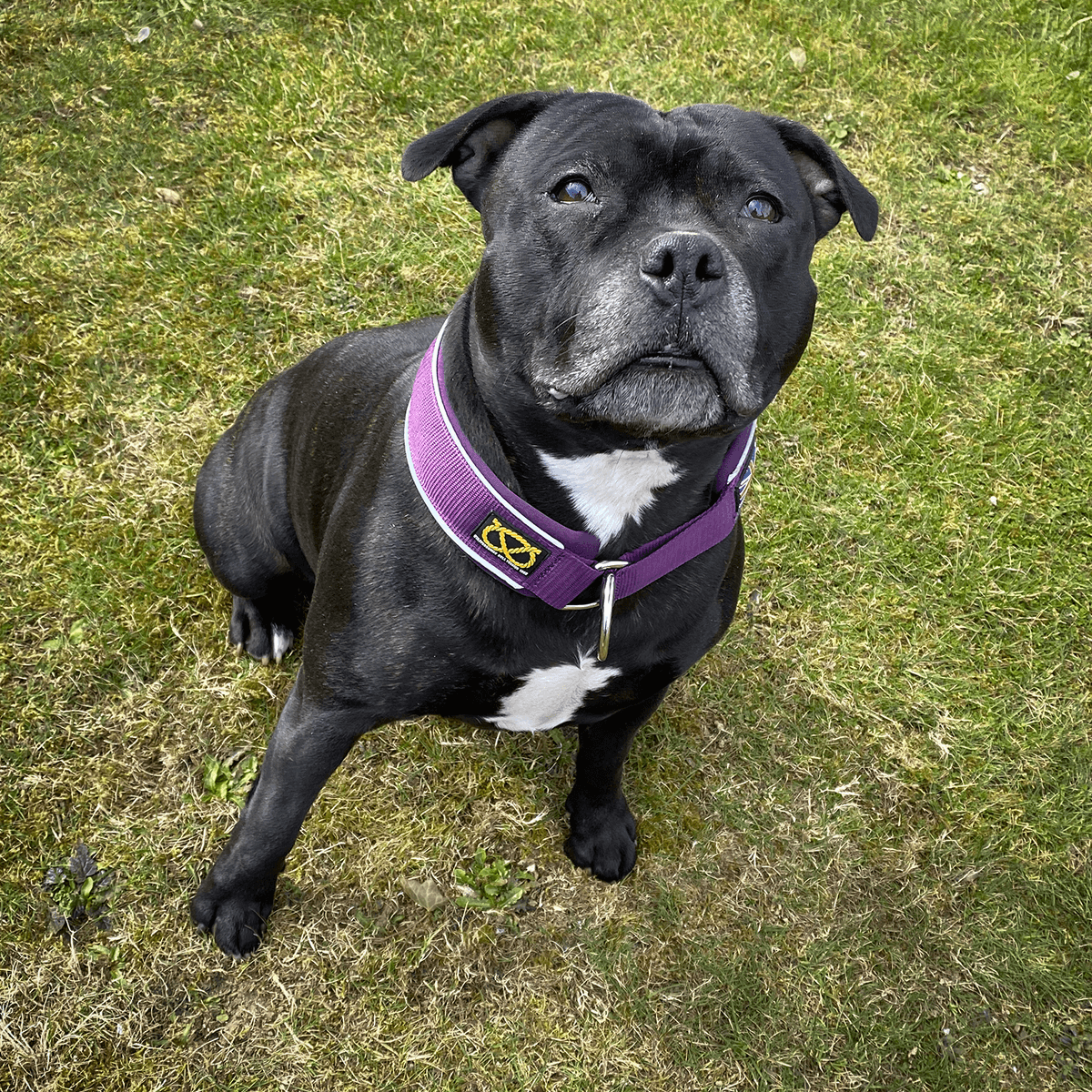 Martingale Half Choke Collar Staffordshire Bull Terrier 1935®