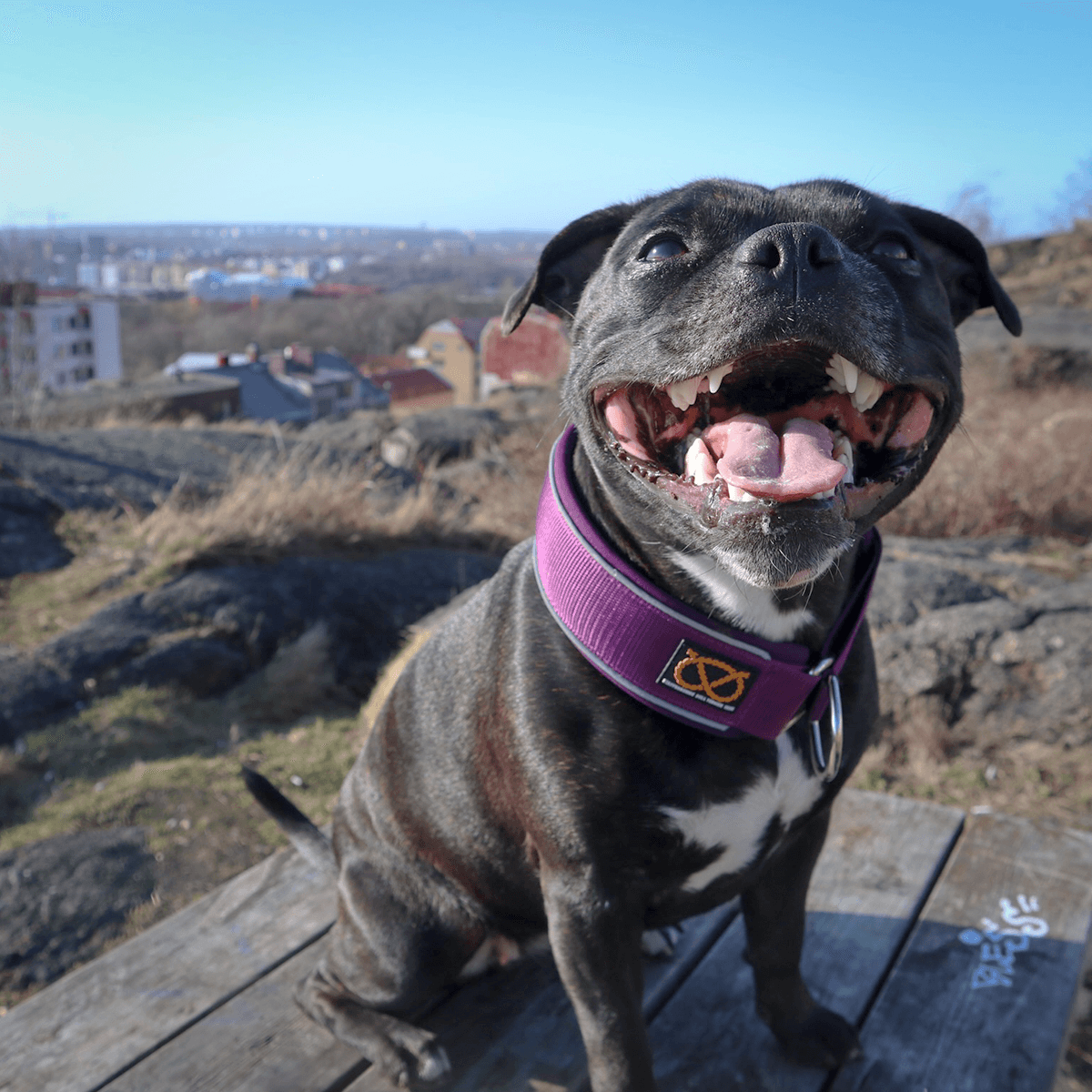 Martingale Half Choke Collar Staffordshire Bull Terrier 1935®