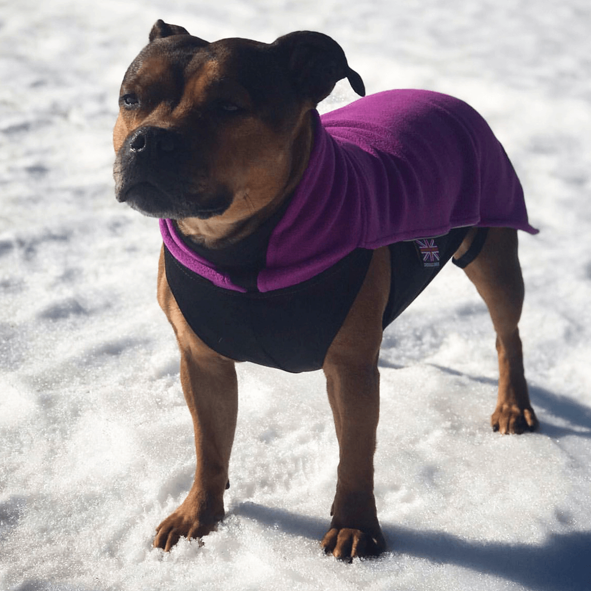 Staffordshire Bull Terrier 1935® Fleece Coat - Purple