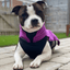 Staffordshire Bull Terrier 1935® Fleece Coat - Purple