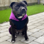 Staffordshire Bull Terrier 1935® Fleece Coat - Purple