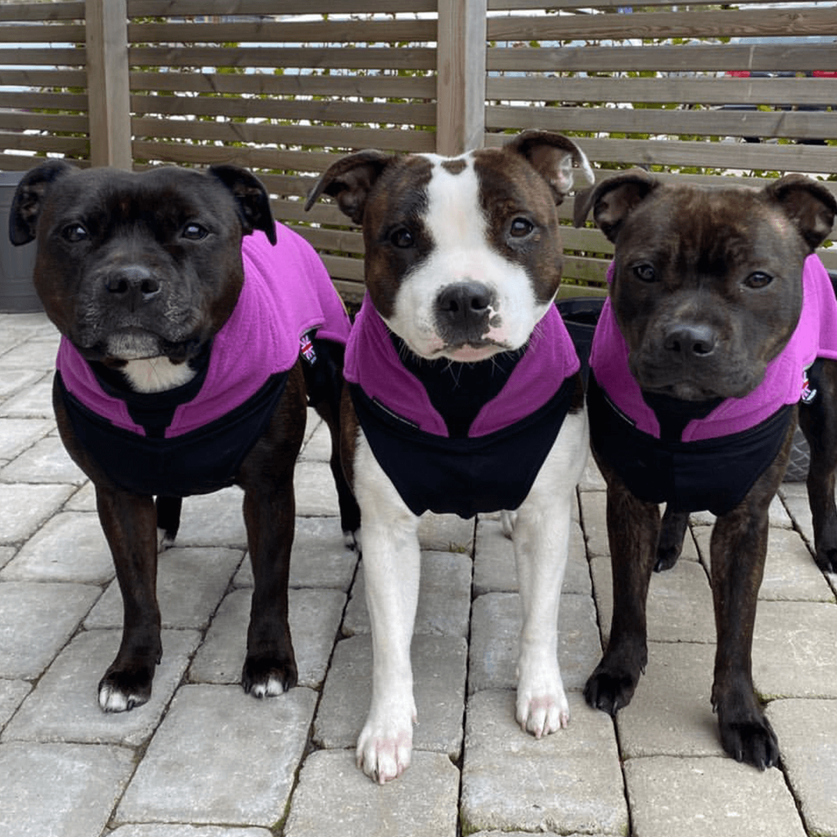 Staffordshire Bull Terrier 1935® Fleece Coat - Purple