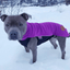 Staffordshire Bull Terrier 1935® Fleece Coat - Purple